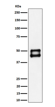 JNK1 Rabbit Monoclonal Antibody