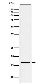 RBM3 Rabbit Monoclonal Antibody