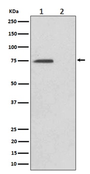 Phospho-eIF4B Rabbit Monoclonal Antibody