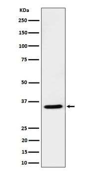 USF1 Rabbit Monoclonal Antibody