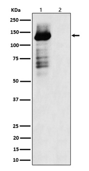 Phospho-TAOK1/2/3/TAOK1 Rabbit Monoclonal Antibody