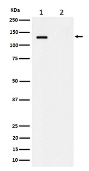 Phospho-MCM2/MCM2 Rabbit Monoclonal Antibody