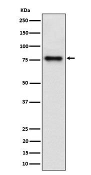 Cip4 Rabbit Monoclonal Antibody