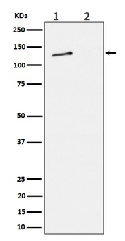 Phospho-MCM2/MCM2 Rabbit Monoclonal Antibody