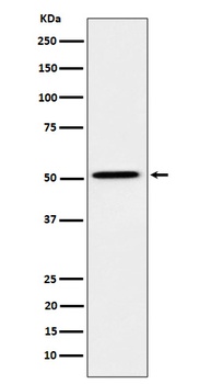 HNF-4-alpha/HNF Rabbit Monoclonal Antibody