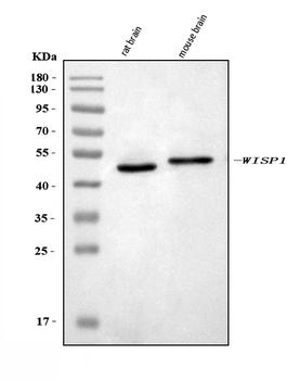 WISP-1/CCN4/WISP Rabbit Polyclonal Antibody