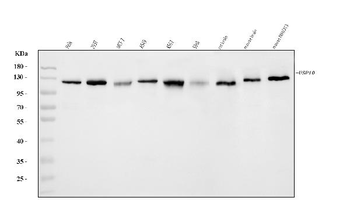 USP10 Rabbit Polyclonal Antibody