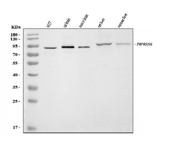 Matriptase 2/TMPRSS6 Rabbit Polyclonal Antibody