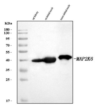 MKK6/MAP2K6 Rabbit Polyclonal Antibody