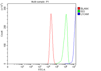 L1CAM Rabbit Polyclonal Antibody