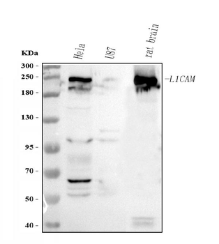 L1CAM Rabbit Polyclonal Antibody