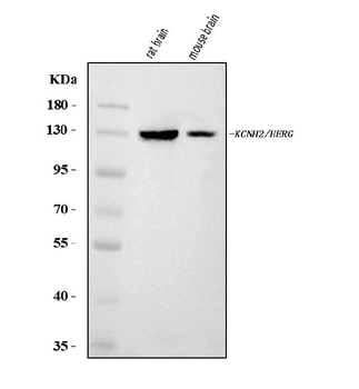 H-ERG/KCNH2/ERG Rabbit Polyclonal Antibody