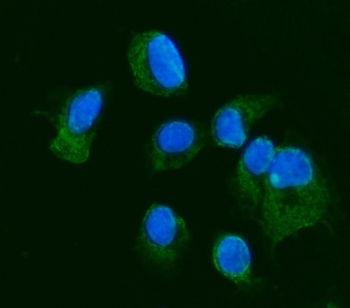 JAM-A/F11R/JAM Rabbit Polyclonal Antibody
