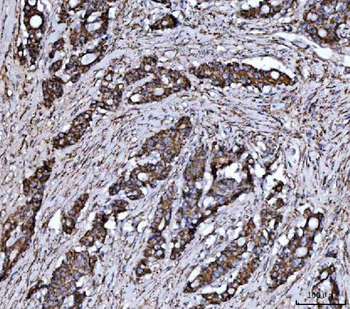 JAM-A/F11R/JAM Rabbit Polyclonal Antibody