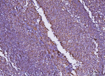 JAM-A/F11R/JAM Rabbit Polyclonal Antibody