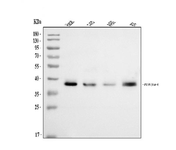 JAM-A/F11R/JAM Rabbit Polyclonal Antibody