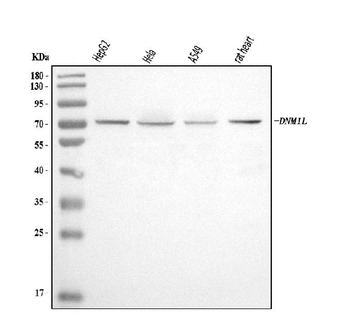 DRP1/DNM1L Rabbit Polyclonal Antibody