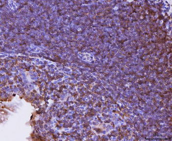 Cxcr3 Rabbit Polyclonal Antibody