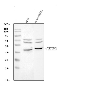 Cxcr3 Rabbit Polyclonal Antibody