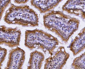 CUX1 Rabbit Polyclonal Antibody