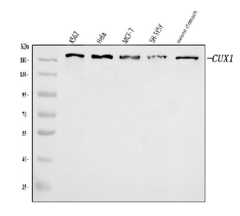 CUX1 Rabbit Polyclonal Antibody