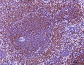 Ccl3 Rabbit Polyclonal Antibody