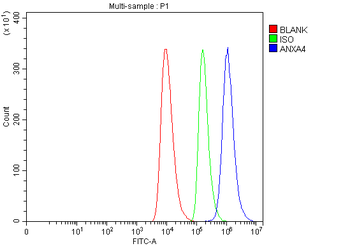 Annexin-4/ANXA4 Rabbit Polyclonal Antibody