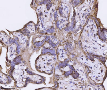 Annexin-4/ANXA4 Rabbit Polyclonal Antibody
