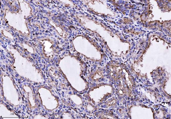 Annexin-4/ANXA4 Rabbit Polyclonal Antibody