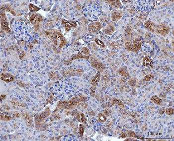Annexin-4/ANXA4 Rabbit Polyclonal Antibody