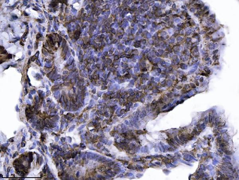 Annexin-4/ANXA4 Rabbit Polyclonal Antibody