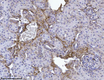 Annexin-4/ANXA4 Rabbit Polyclonal Antibody