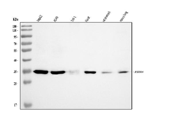Annexin-4/ANXA4 Rabbit Polyclonal Antibody