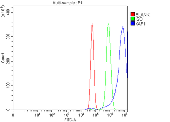 XAF1 Rabbit Polyclonal Antibody
