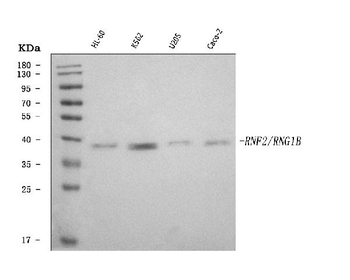 RING2/RING1B/RNF2 Rabbit Polyclonal Antibody