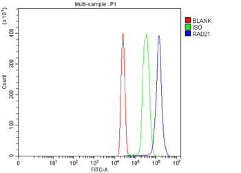 RAD21 Rabbit Polyclonal Antibody