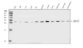 NDFIP1 Rabbit Polyclonal Antibody