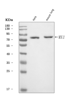 MX1 Rabbit Polyclonal Antibody