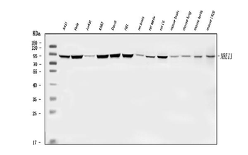MRE11 Rabbit Polyclonal Antibody
