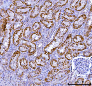 KMO Rabbit Polyclonal Antibody