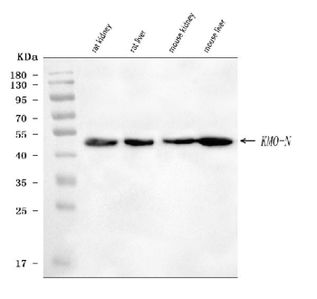 KMO Rabbit Polyclonal Antibody