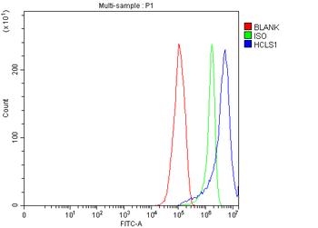 HCLS1 Rabbit Polyclonal Antibody