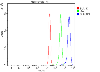 GRASP1/GRIPAP1 Rabbit Polyclonal Antibody