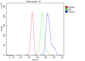 Fanca/FAA Rabbit Polyclonal Antibody