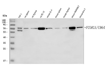 CD64/FCGR1A Rabbit Polyclonal Antibody