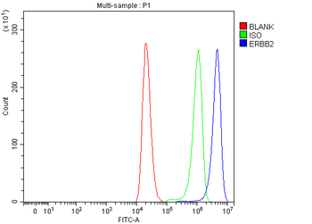 HER2/ERBB2 Rabbit Polyclonal Antibody