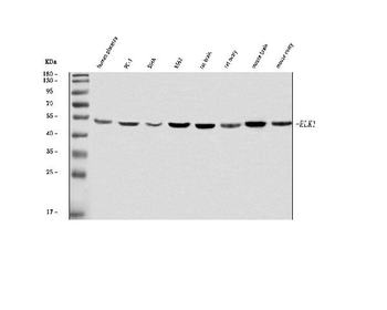 ELK1 Rabbit Polyclonal Antibody