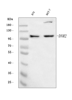 Dynamin 2/DNM2 Rabbit Polyclonal Antibody
