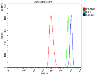 CXCR5 Rabbit Polyclonal Antibody