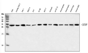 C1orf77/FOP/CHTOP Rabbit Polyclonal Antibody